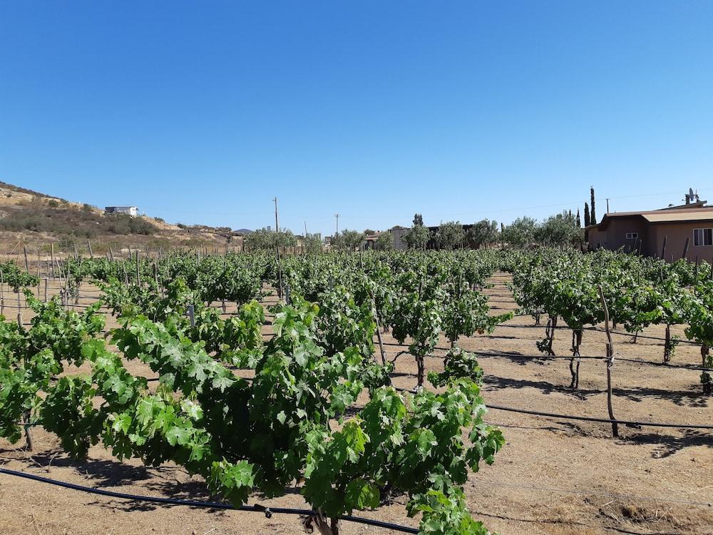 Hotel Meson Del Vino Guadalupe Eksteriør billede